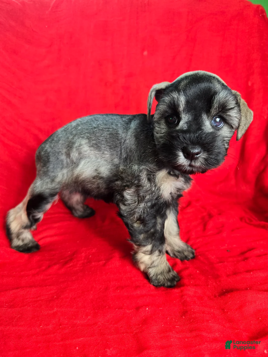Miniature Schnauzer dogs for sale: Lucy - Ad 2