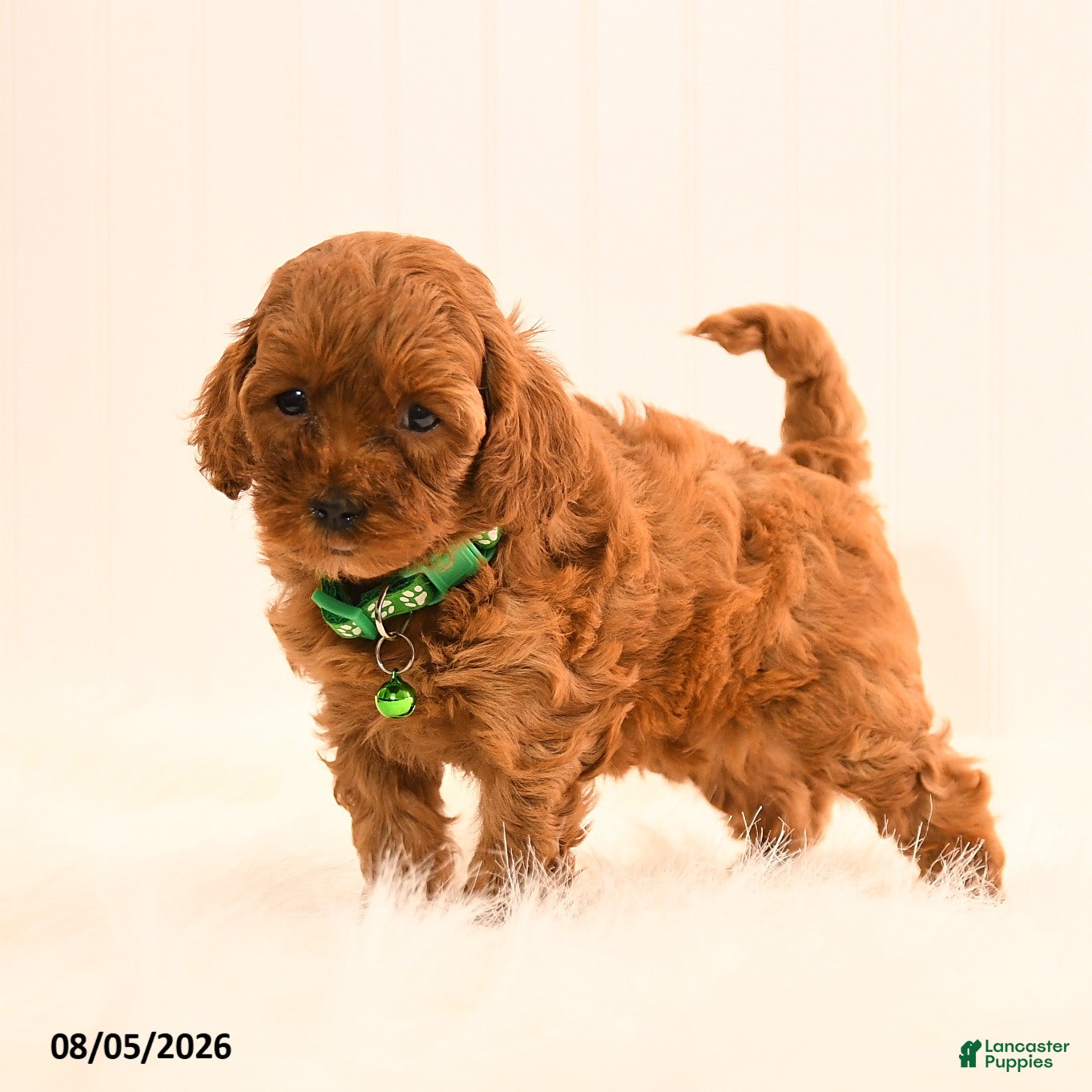 Cavapoo dogs Irene - Ad 2