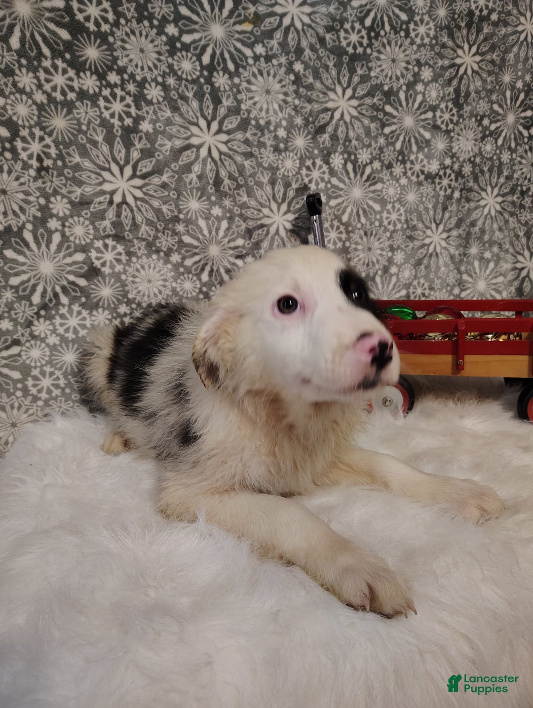 Australian Shepherd dogs for sale: Coffee - Ad 4
