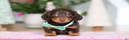 Miniature Dachshund dogs for sale: Robin - Ad 6