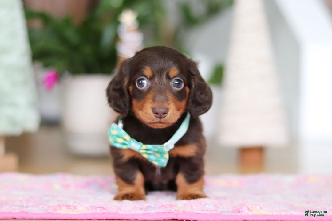 Miniature Dachshund dogs for sale: Robin - Ad 6