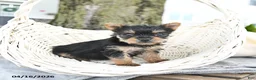 Yorkshire Terrier dogs for sale: Trixie - Ad 1