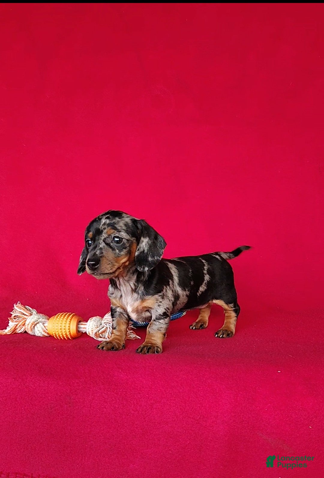 Miniature Dachshund dogs Brooklyn - Ad 2