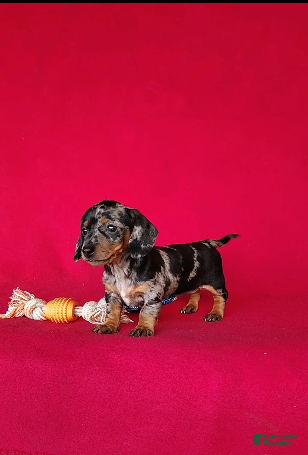Miniature Dachshund dogs for sale: Brooklyn - Ad 2