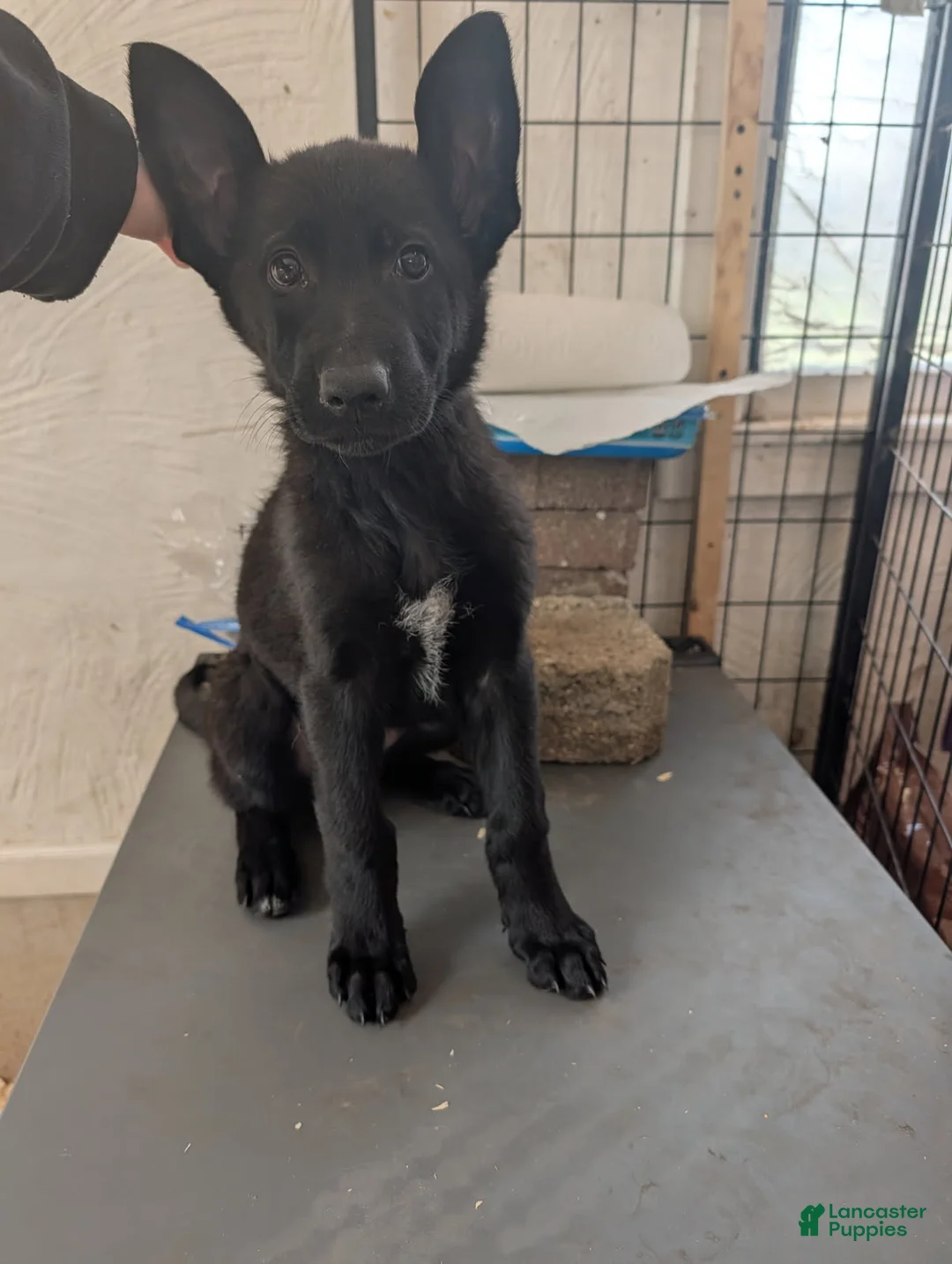 German Shepherd dogs for sale: Evannah - Ad 2