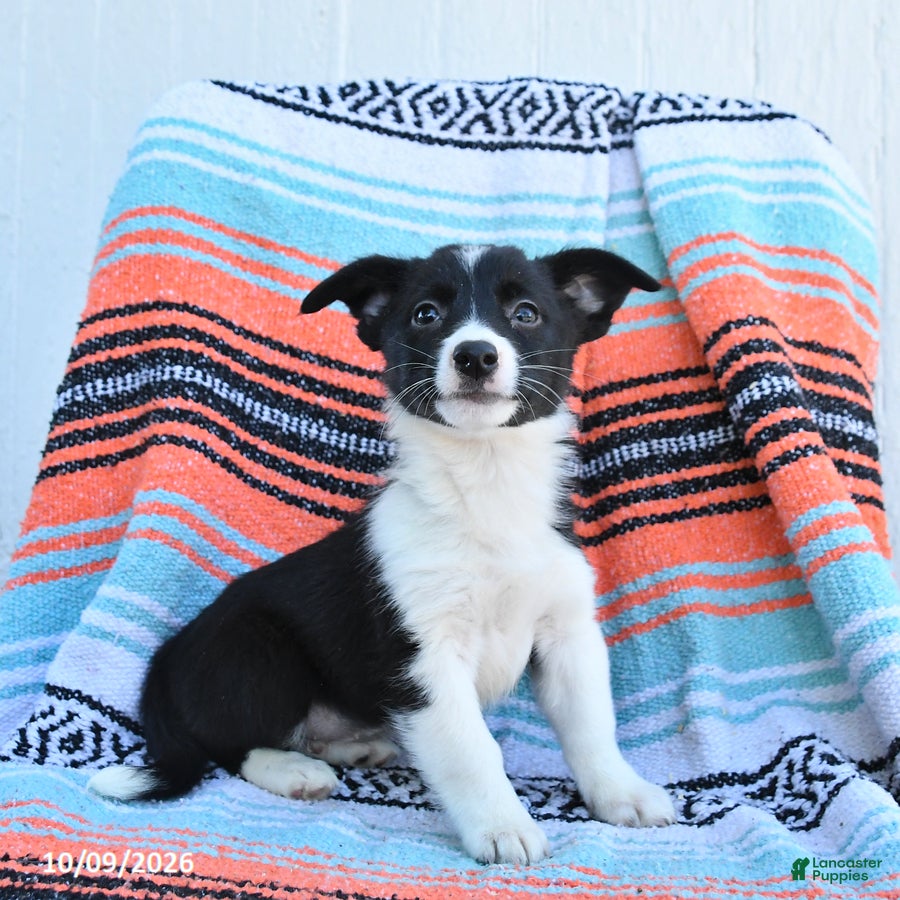 Mixed Breed dogs for sale: Rein - Ad 2