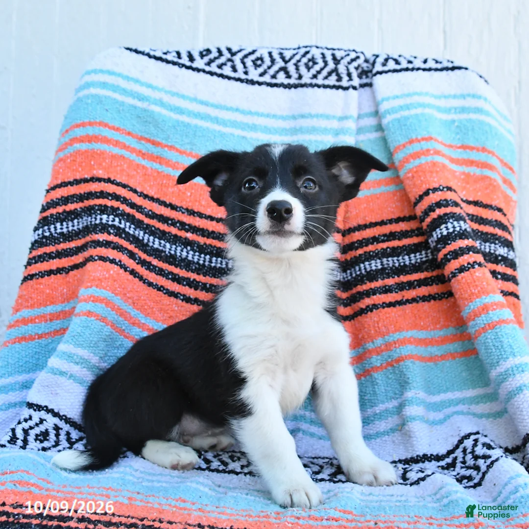 Mixed Breed dogs for sale: Rein - Ad 2