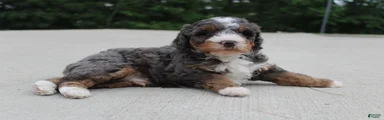 Benji