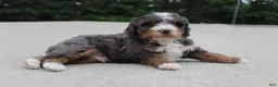 Mini Bernedoodle dogs for sale: Benji - Ad 4