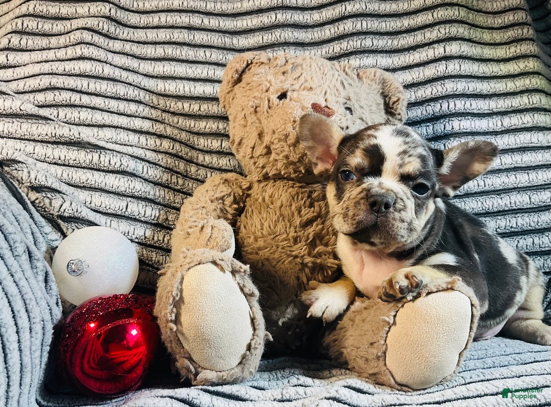 French Bulldog dogs for sale: MILLIE  - Ad 11