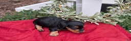 Miniature Dachshund dogs for sale: Ember - Ad 4