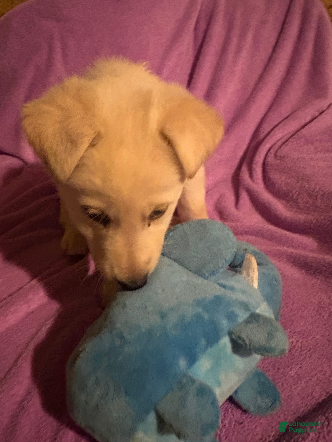 German Shepherd dogs for sale: Snowball - Ad 2