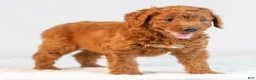 Mini Goldendoodle dogs for sale: Misty - Ad 5