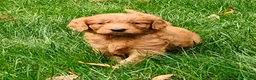 Goldendoodle dogs for sale: Copper - Ad 7