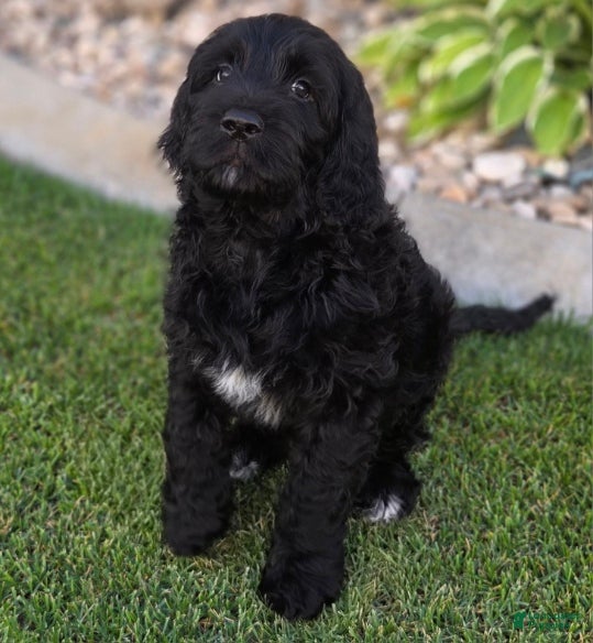 Goldendoodle dogs Emma - Ad 1