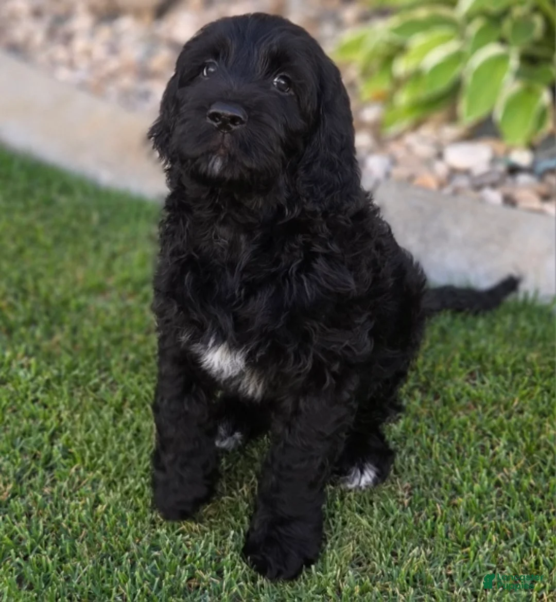 Goldendoodle dogs for sale: Emma - Ad 1