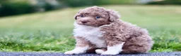 Mini Bernedoodle dogs for sale: Glen - Ad 2
