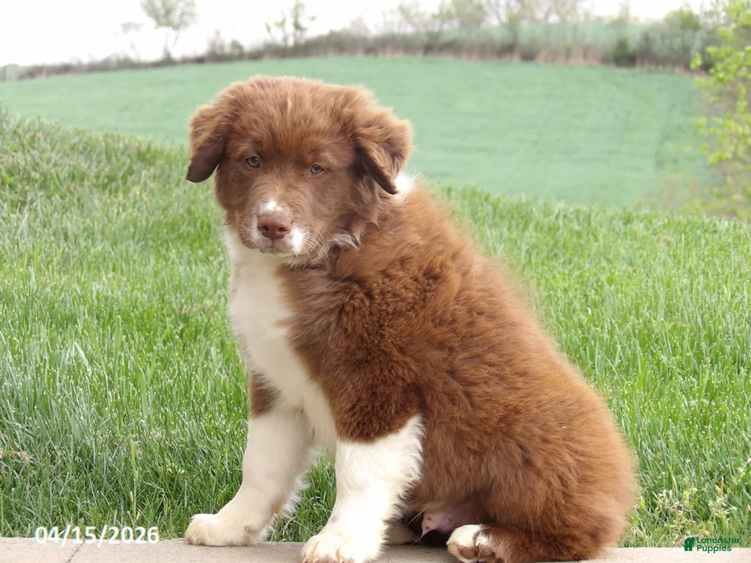 Australian Shepherd dogs for sale: Ritz - Ad 1