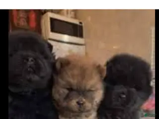 Chow Chow dogs Chow Chow Puppy 5 - Ad 3
