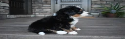 Mini Bernedoodle dogs for sale: Cody - Ad 6