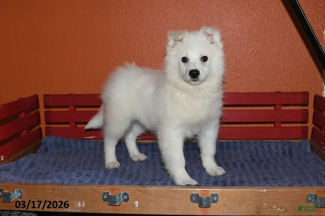 American Eskimo dogs for sale: Freddie - Ad 1