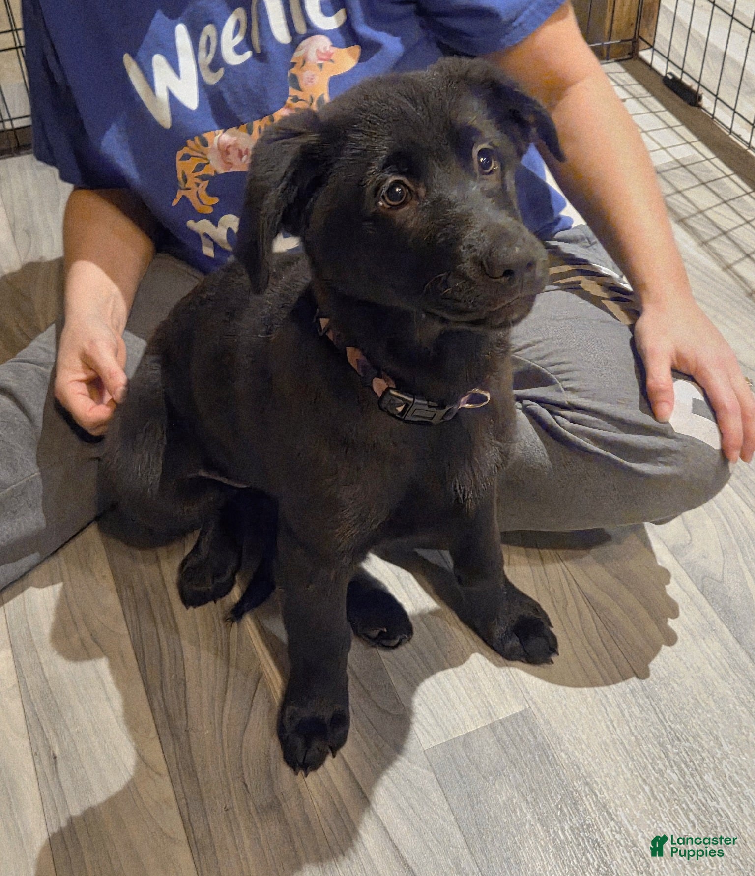 Mixed Breed dogs Golden shepherd white - Ad 36