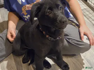 Mixed Breed dogs Golden shepherd white - Ad 30