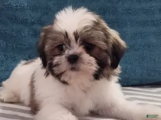 Teddy Bear dogs for sale: Bubbles - Ad 3