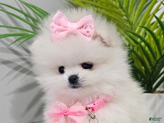 Pomeranian dogs Tiny Snow Fairy - Ad 18