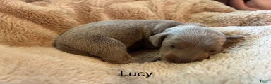 Miniature Dachshund Puppy 2