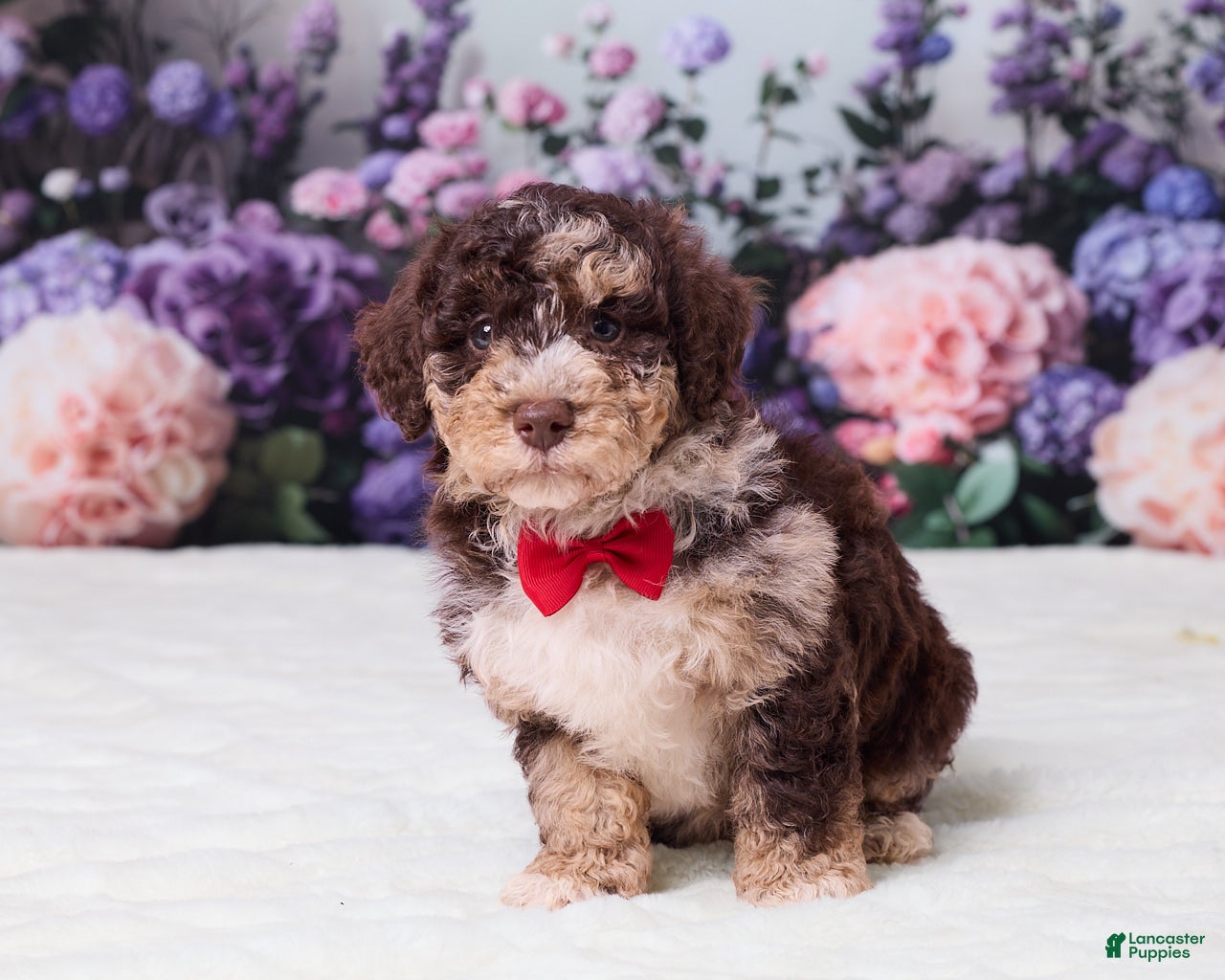 Mini Goldendoodle dogs Chip - Ad 1