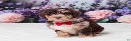 Mini Goldendoodle dogs for sale: Chip - Ad 1