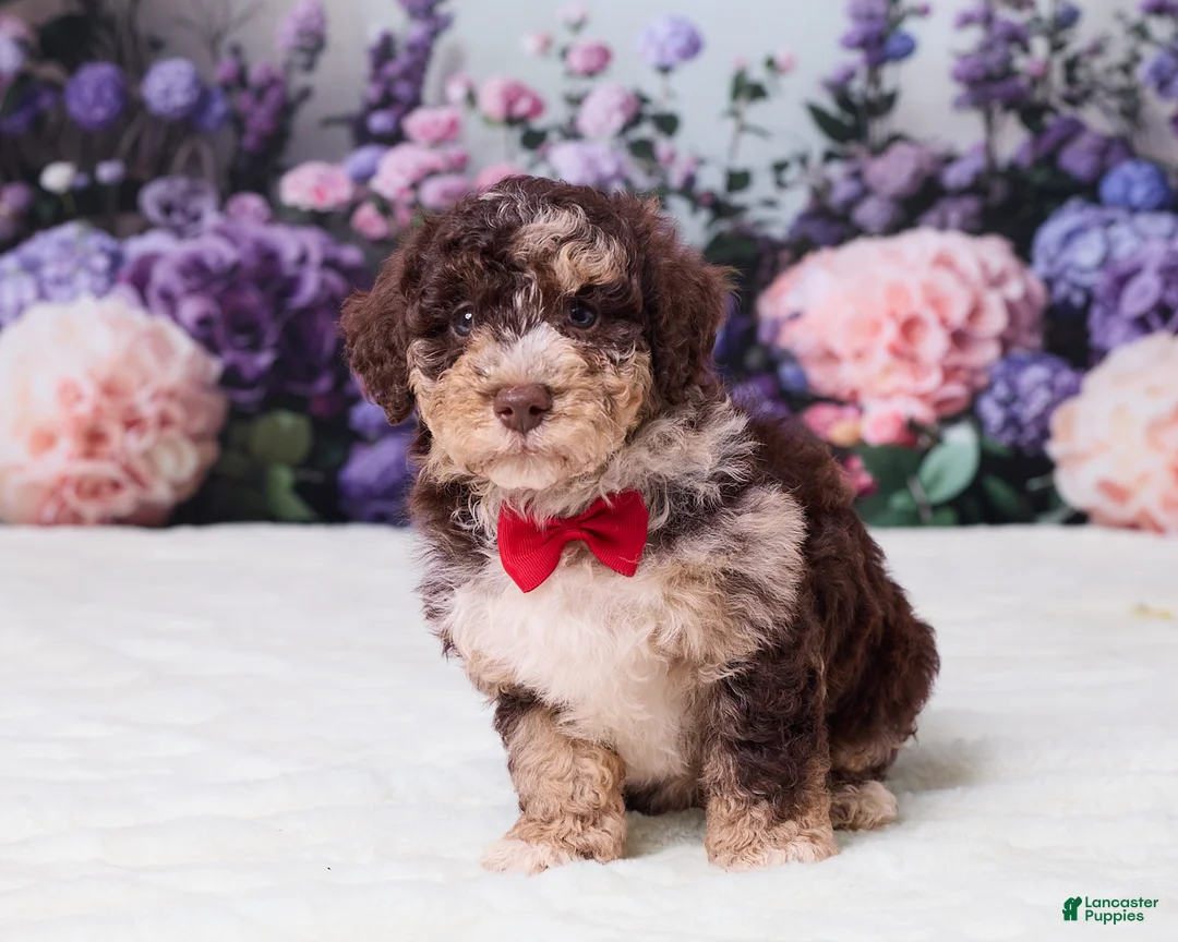 Mini Goldendoodle dogs for sale: Chip - Ad 1