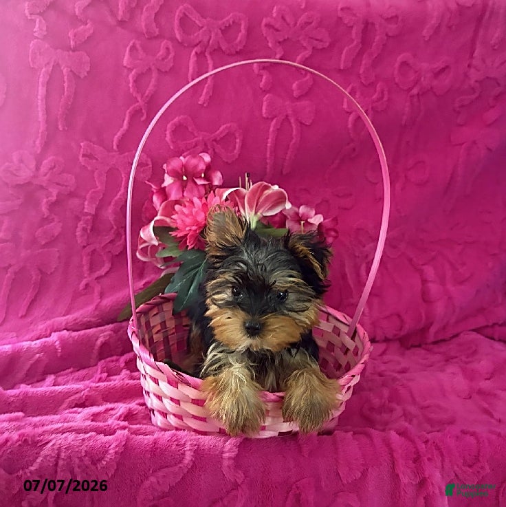 Yorkshire Terrier dogs Chip Teacup  - Ad 28
