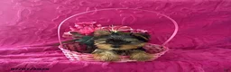 Yorkshire Terrier dogs for sale: Chip Teacup  - Ad 1