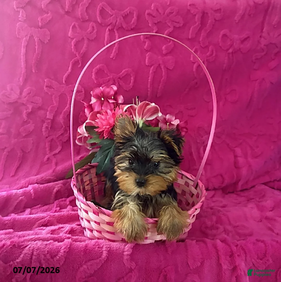 Yorkshire Terrier dogs for sale: Chip Teacup  - Ad 1