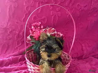 Yorkshire Terrier dogs Chip Teacup - Ad 28