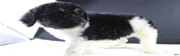 Standard Poodle dogs for sale: Willie N - Ad 3
