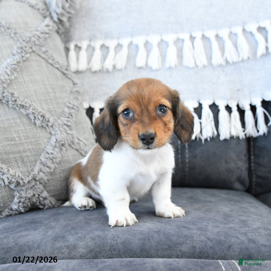 Miniature Dachshund dogs for sale: Lulu - Ad 1