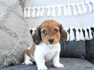 Miniature Dachshund dogs Lulu - Ad 31