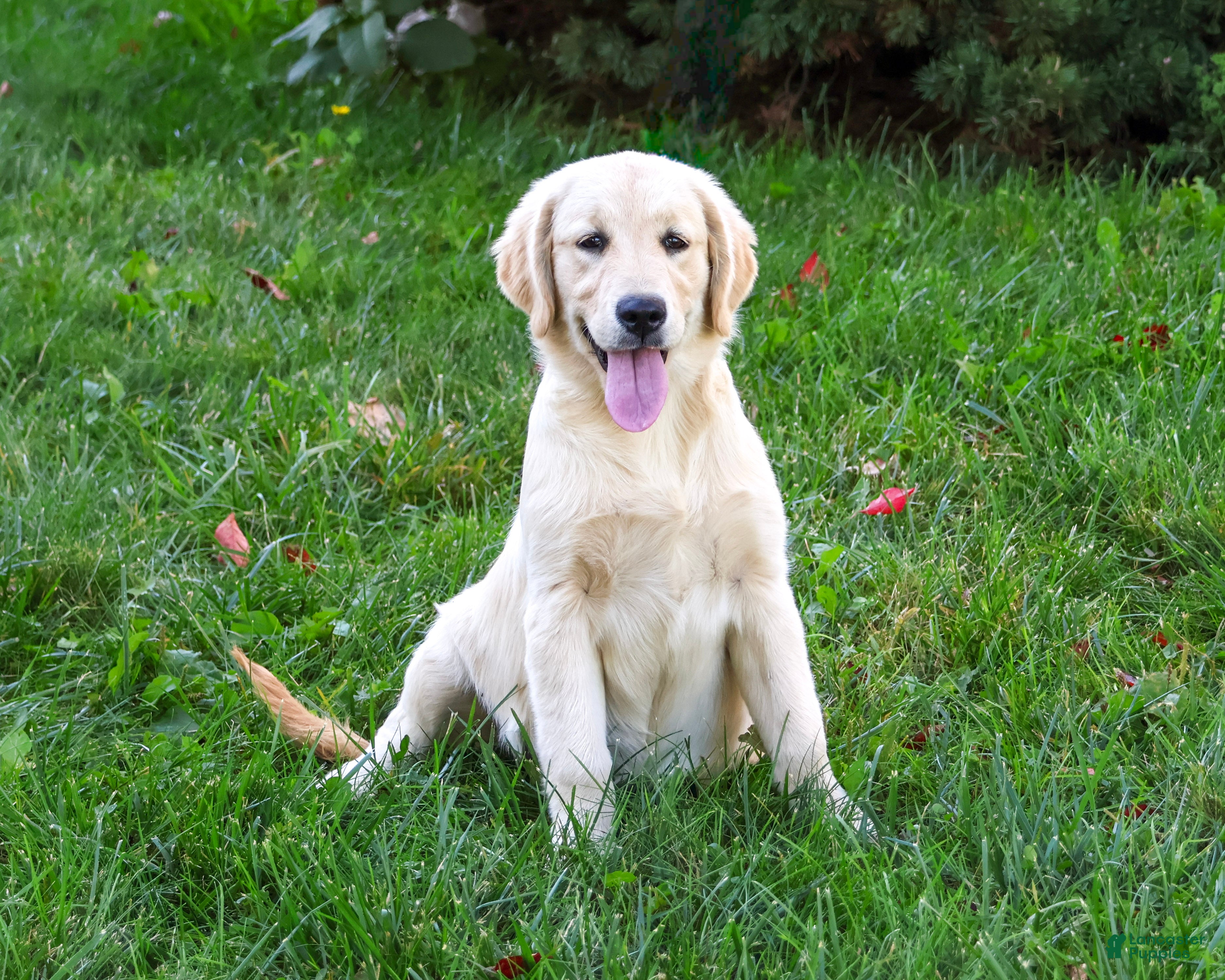 Golden Retriever dogs Gwenn - Ad 2