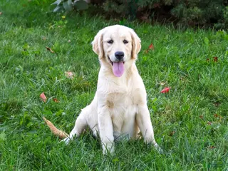 Golden Retriever dogs Gwenn - Ad 2