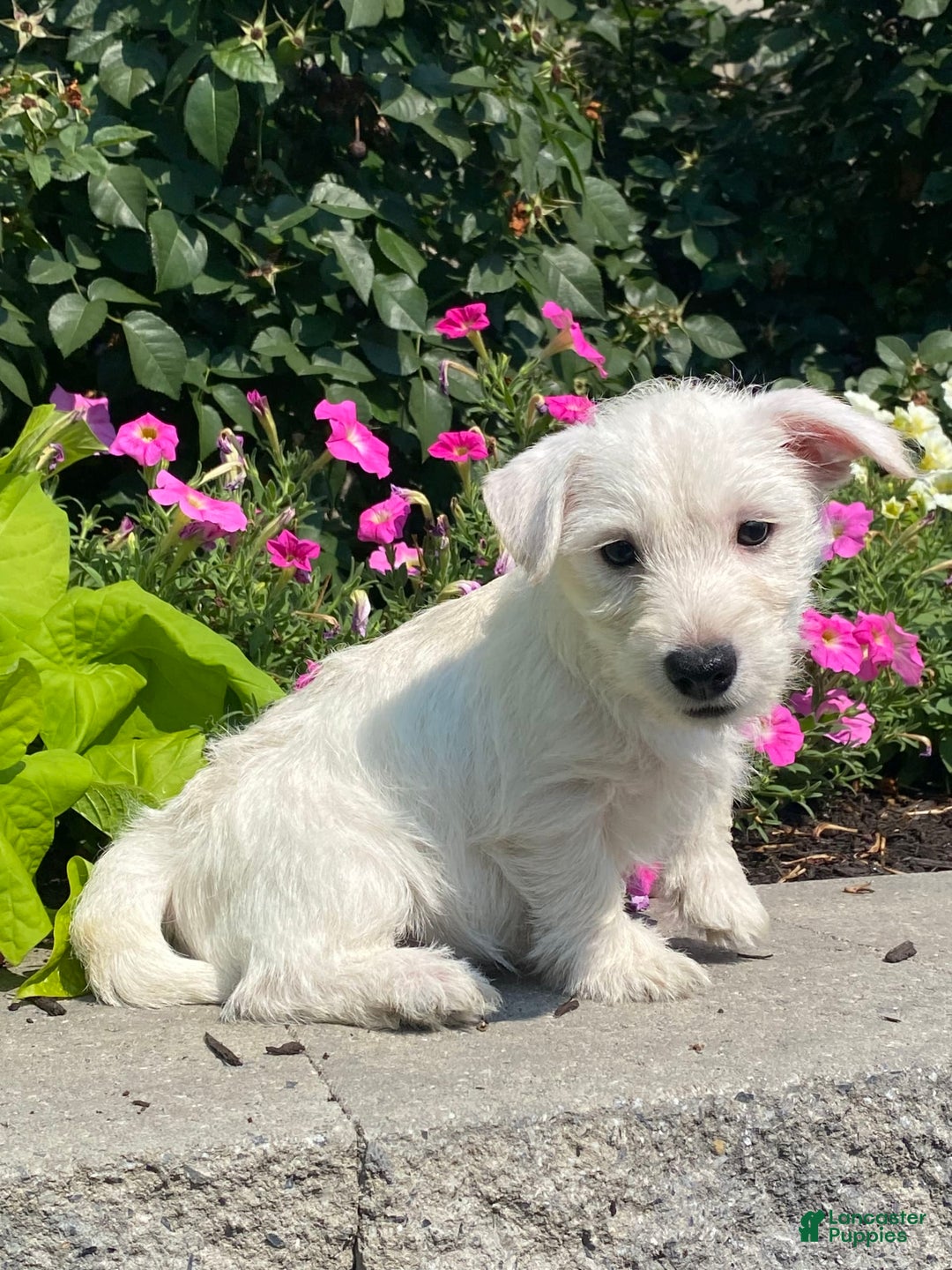 West Highland Terrier dogs for sale: Wendy - Ad 6