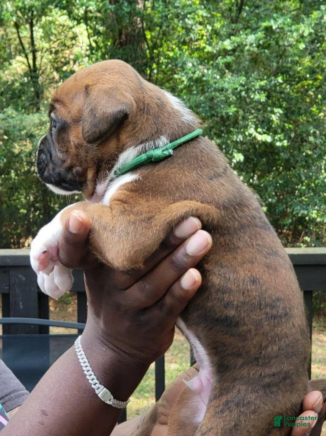 Boxer dogs for sale: Boxer 3 - Ad 2