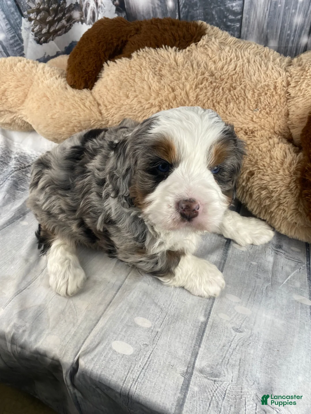 Mixed Breed dogs for sale: Rylan - Ad 7