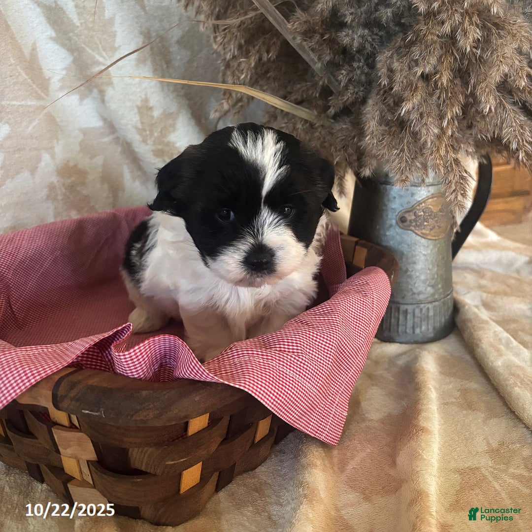 Teddy Bear dogs for sale: Ace - Ad 3