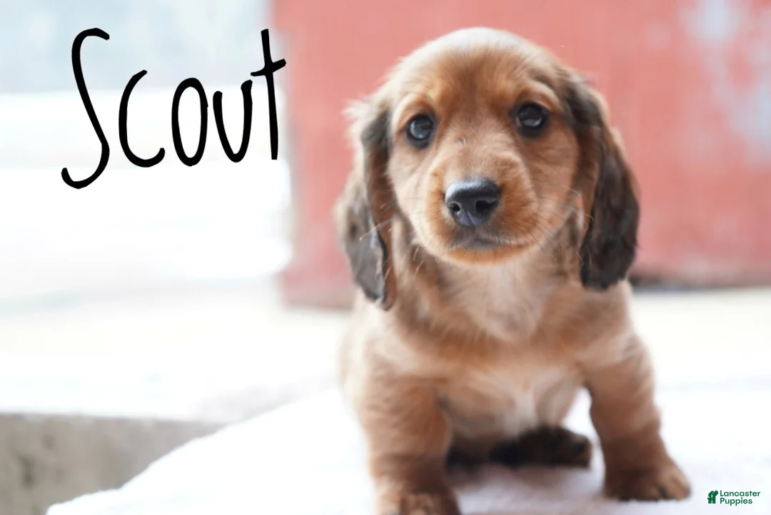 Miniature Dachshund dogs for sale: Scout - Ad 3