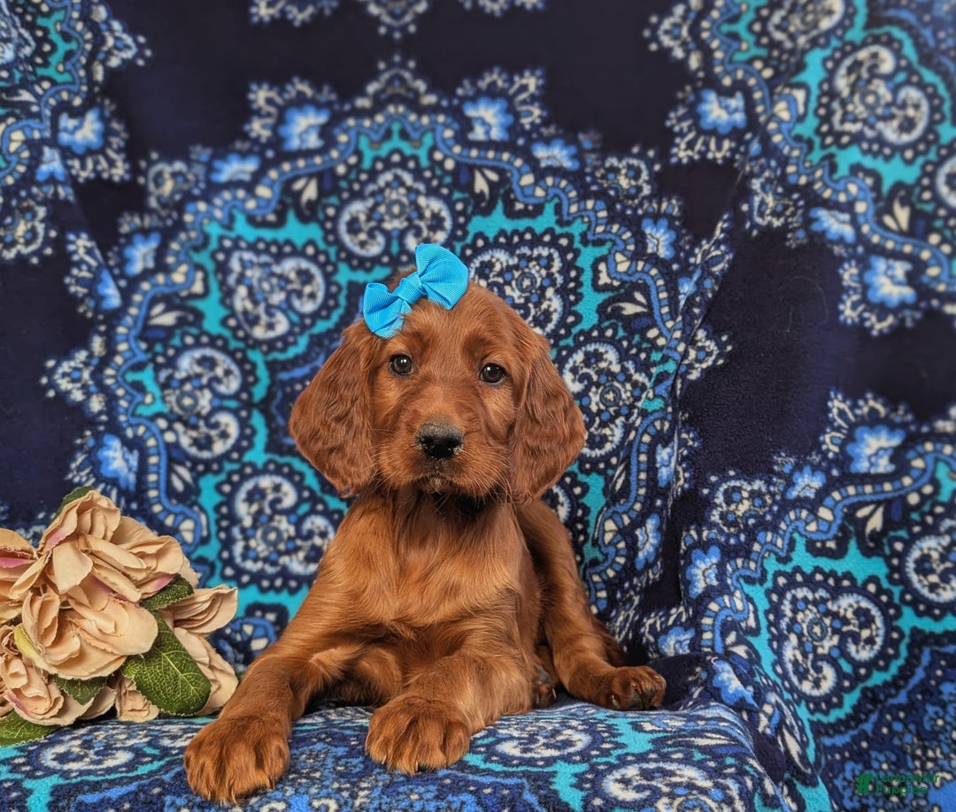 Irish Setter dogs for sale: Genessa - Ad 6