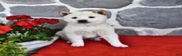 Shiba Inu dogs for sale: Moose - Ad 3