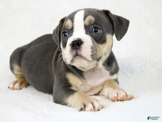 American Bully dogs Blue Tri Female 2 - Ad 25